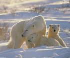 Μαμά Αρκούδα με cubs